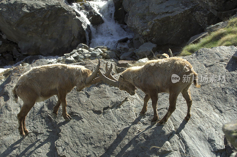 高山山羊 (Capra ibex)